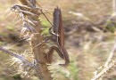 Mantis religiosa ©  S.Beshkov